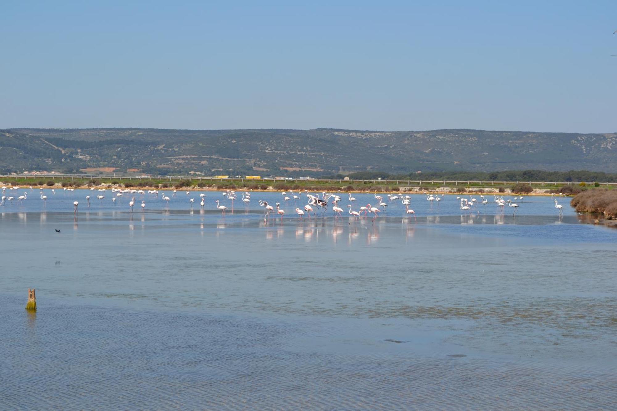Apartament L'Aigrette Bleue Frontignan Zewnętrze zdjęcie